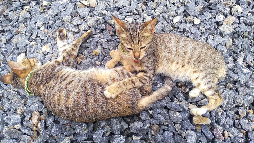 Two cute kittens are lying on a small pile of stones