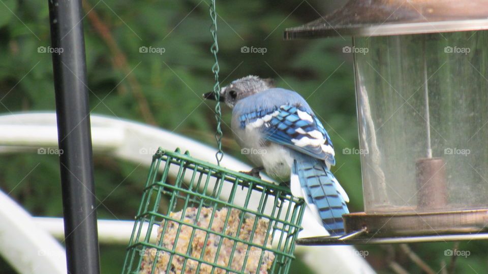 Blue Jay (moulting)