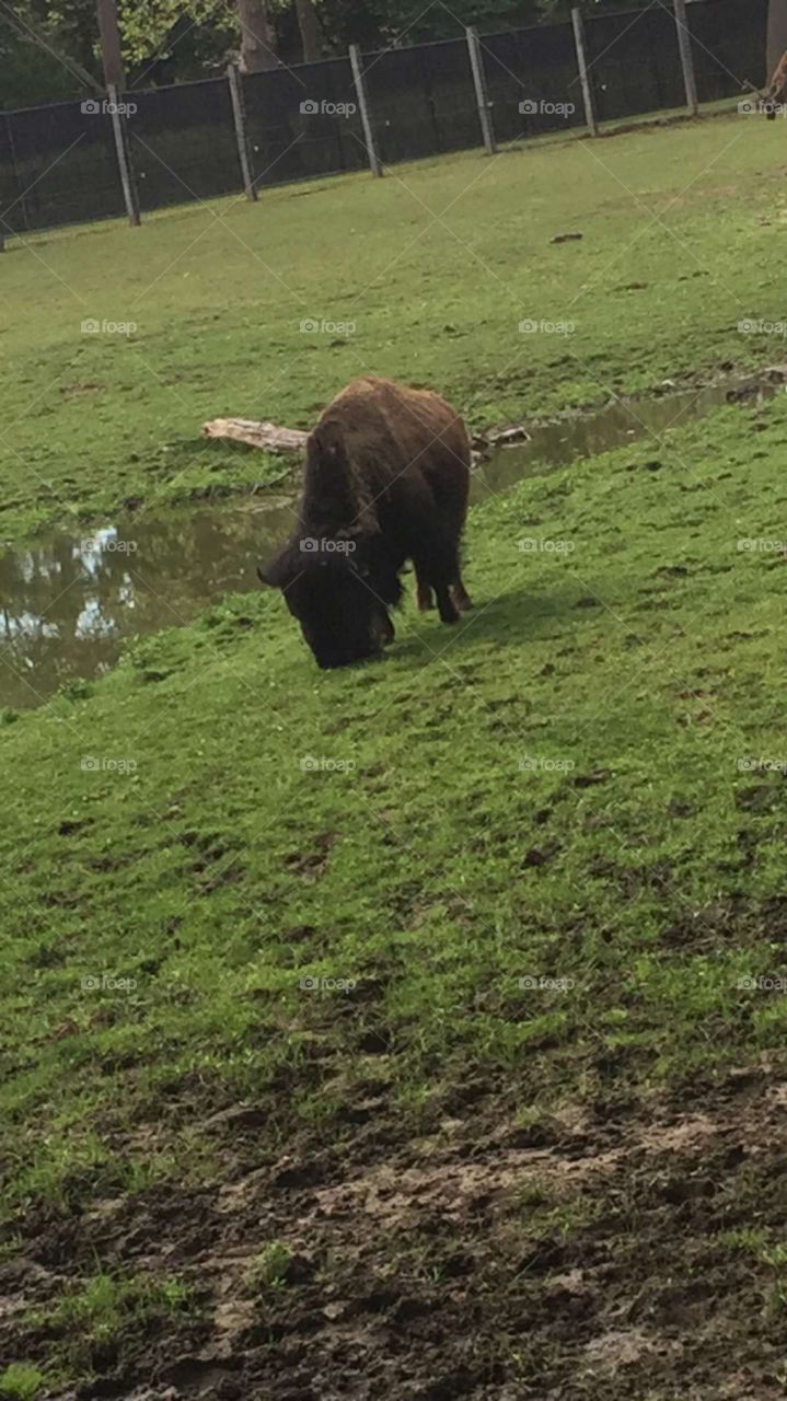 American bison grazing.