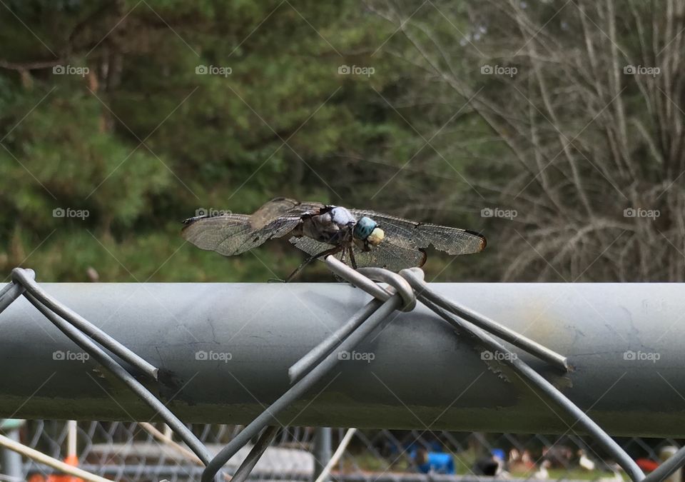 Dragonfly on the fence
