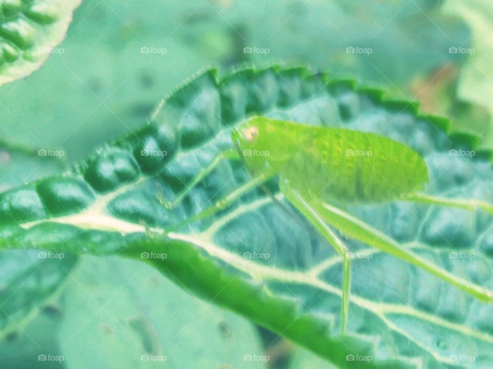 This insect is almost like a leaf