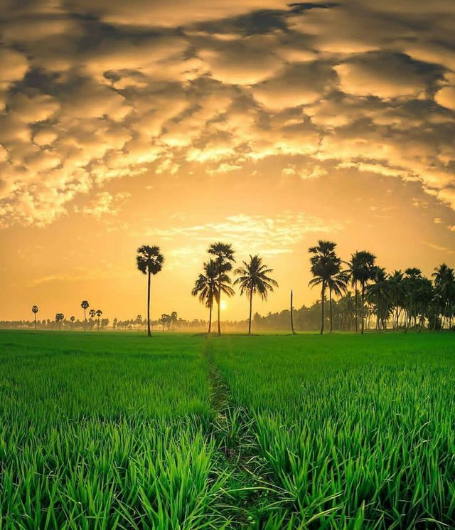 nature
