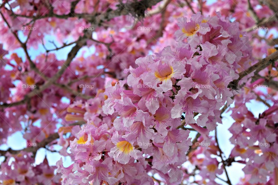 Branch of cherry blossom