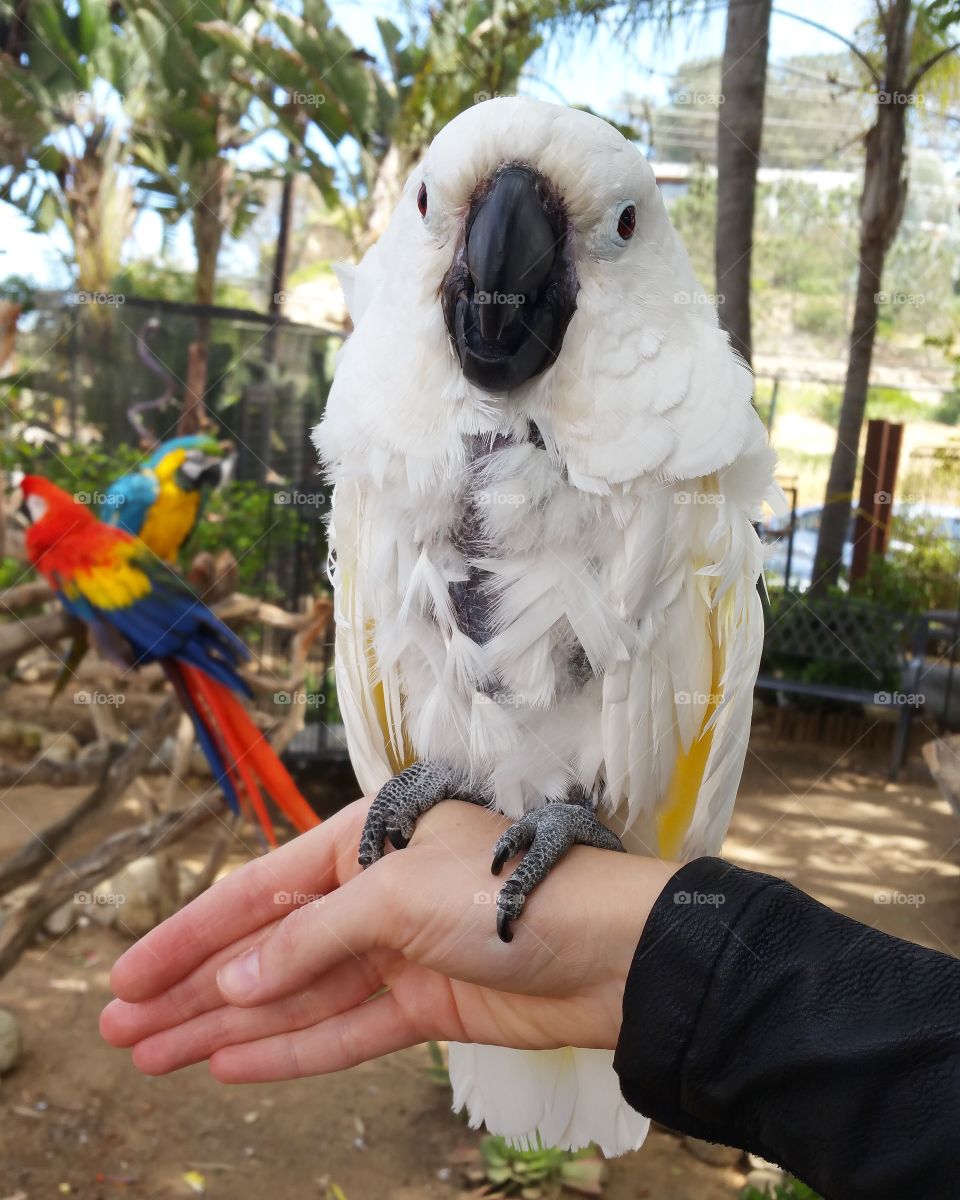 cute parrot