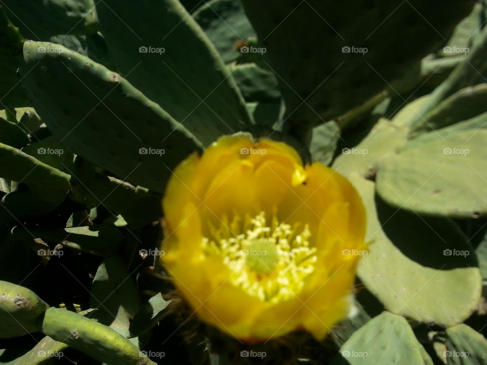 cactus flower