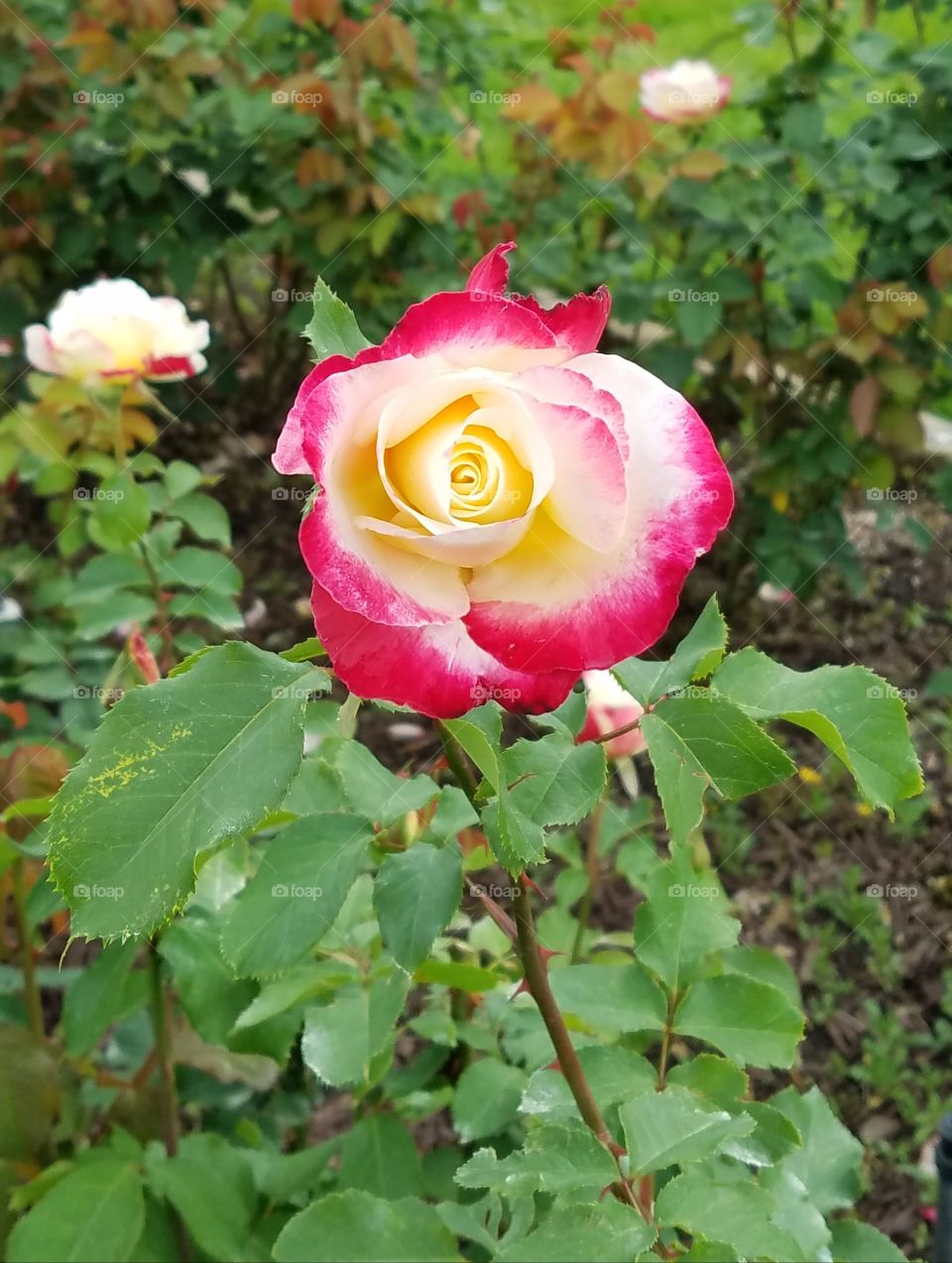 Red and white rose