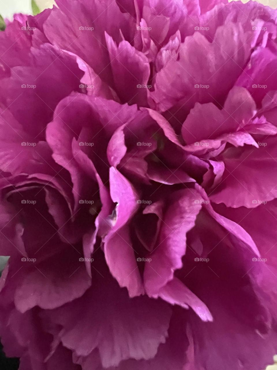 Carnation