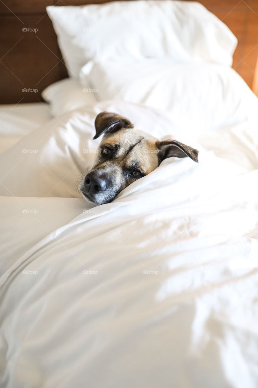 Sleepy spoiled dog curled up on Mom’s bed, waiting to receive all of the love and rubbies. 