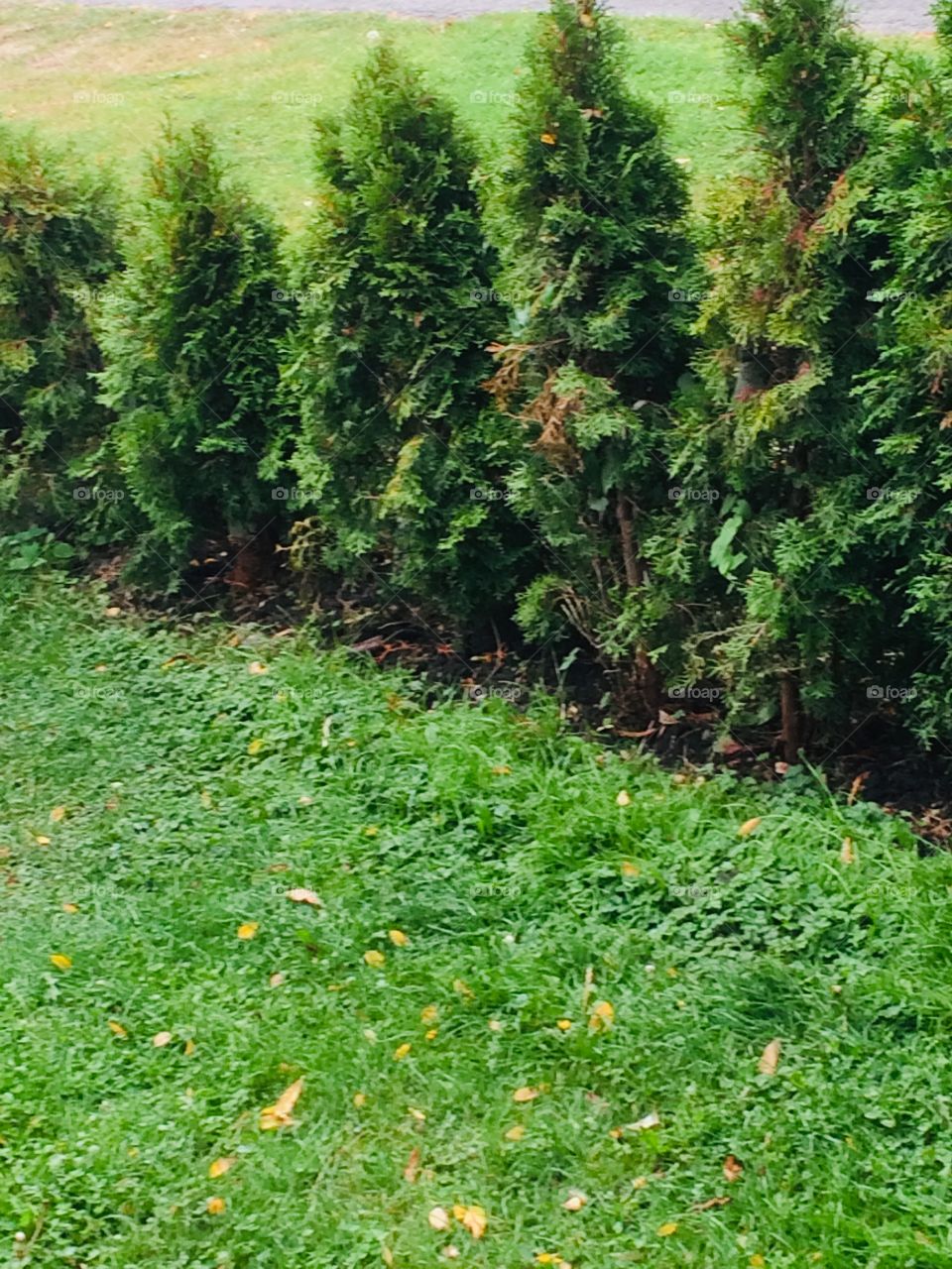 Trees and the grass. So green