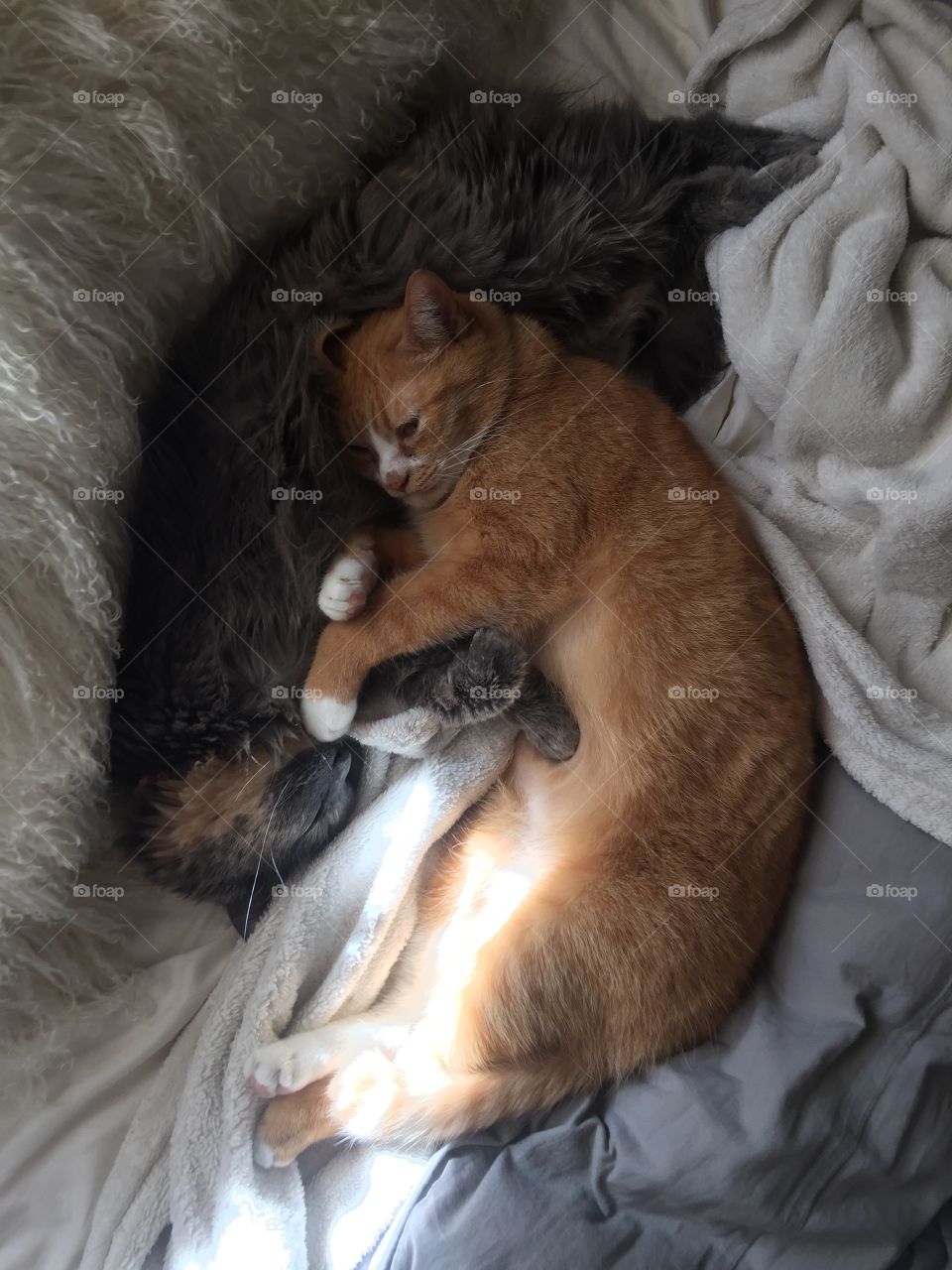 Portrait, Cat, Sleep, Mammal, One