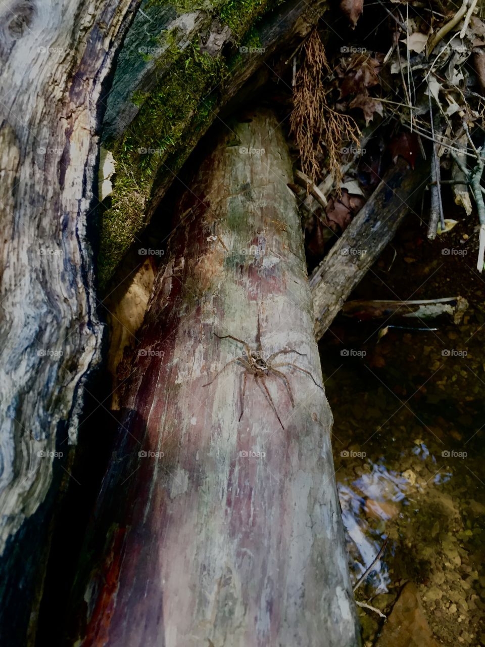 Big spider!