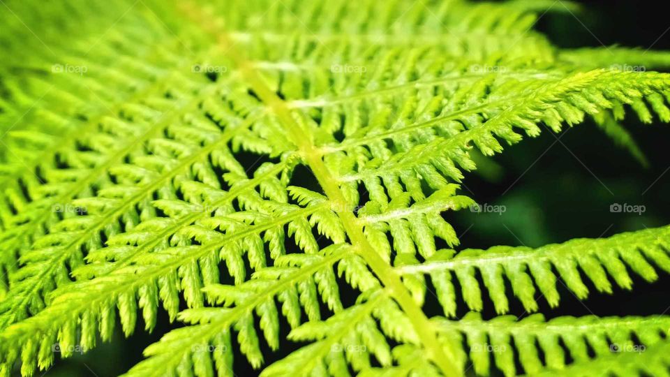 Macro of green fern plant leaf. Slovakia
