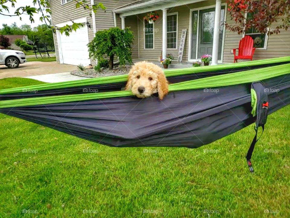 puppy in hammock