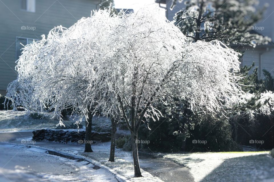 icy trees line a street