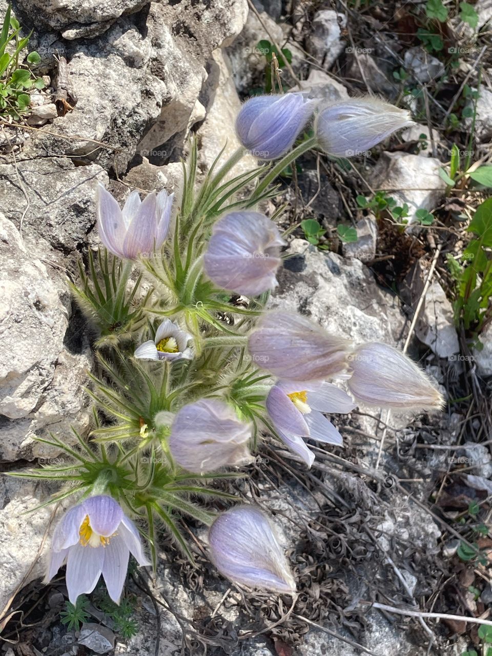 Prairie crocuses 