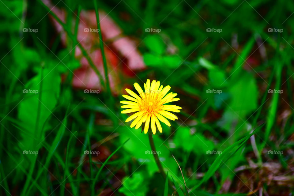Grass, Nature, Summer, Flora, Flower