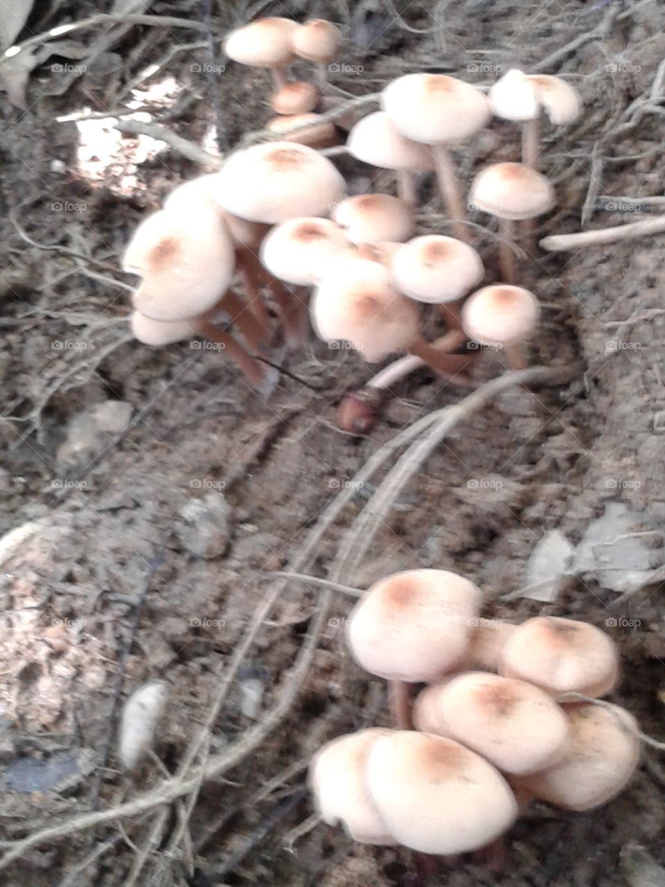Mushroom species