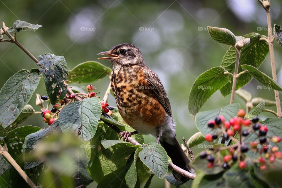 Robin bird is eating berries