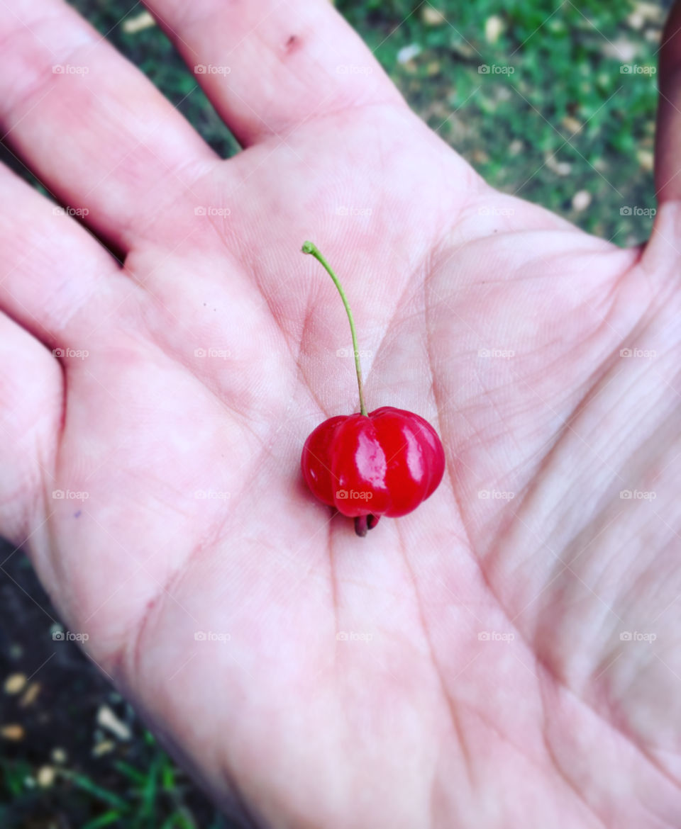 Nossas pitangas na entressafra!
Confesso: nunca vi dar frutas nessa época do ano... mas estão gostosas.