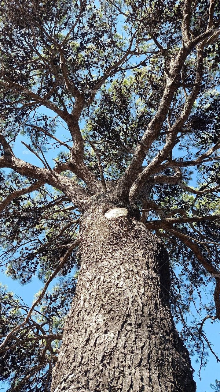 looking up pine and sky / mirando hacia arriba pino y cielo