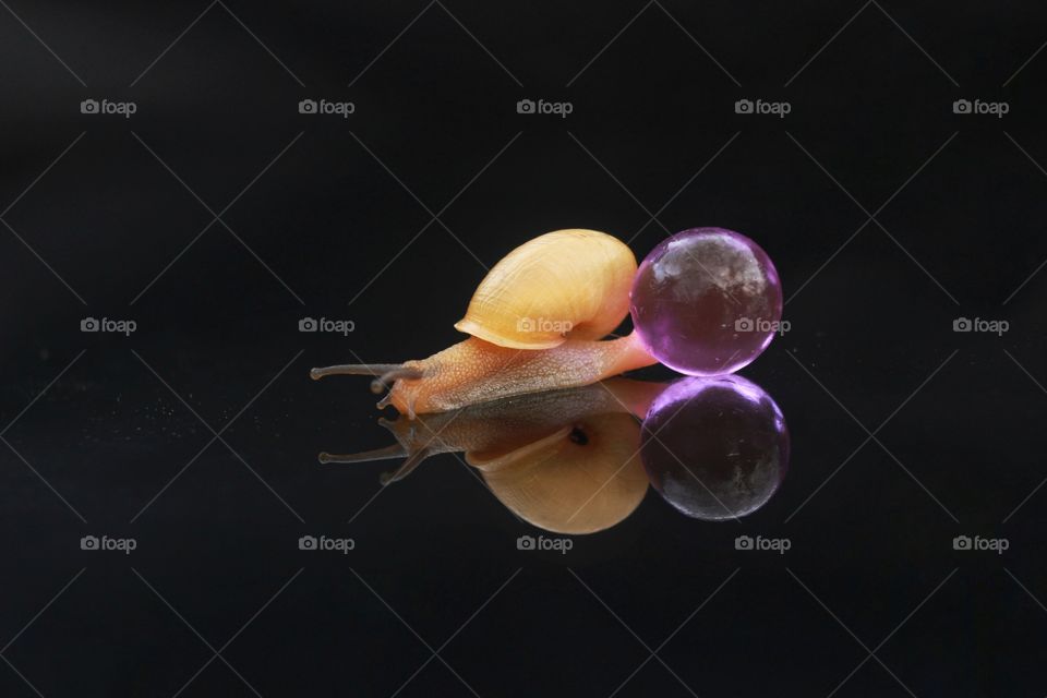 Replection Snail Ball