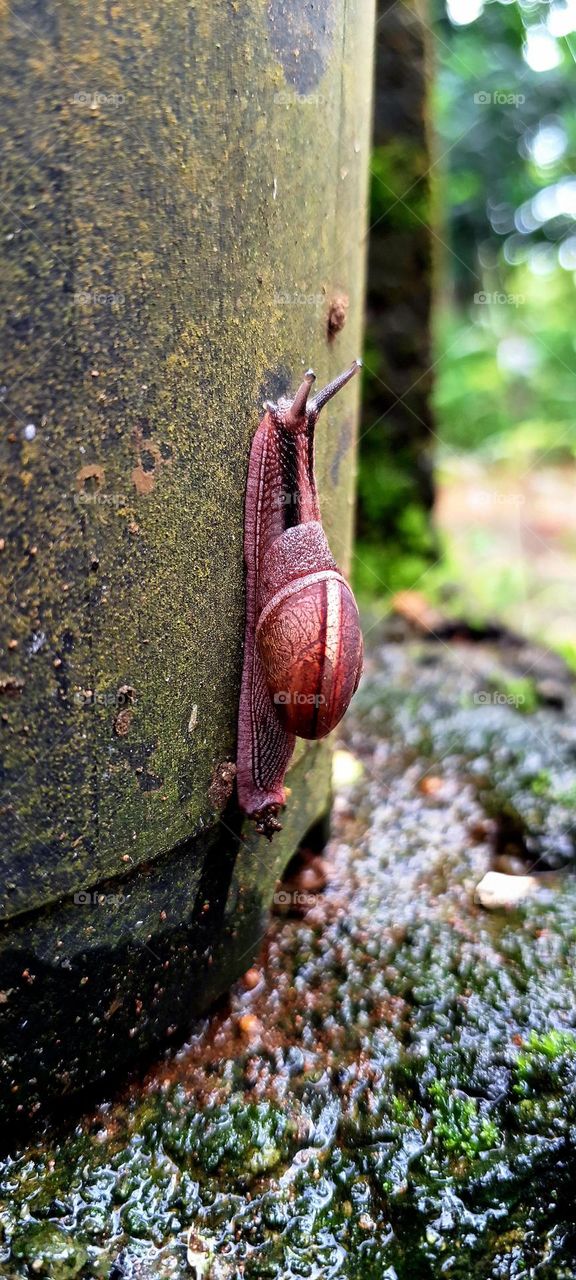 snail