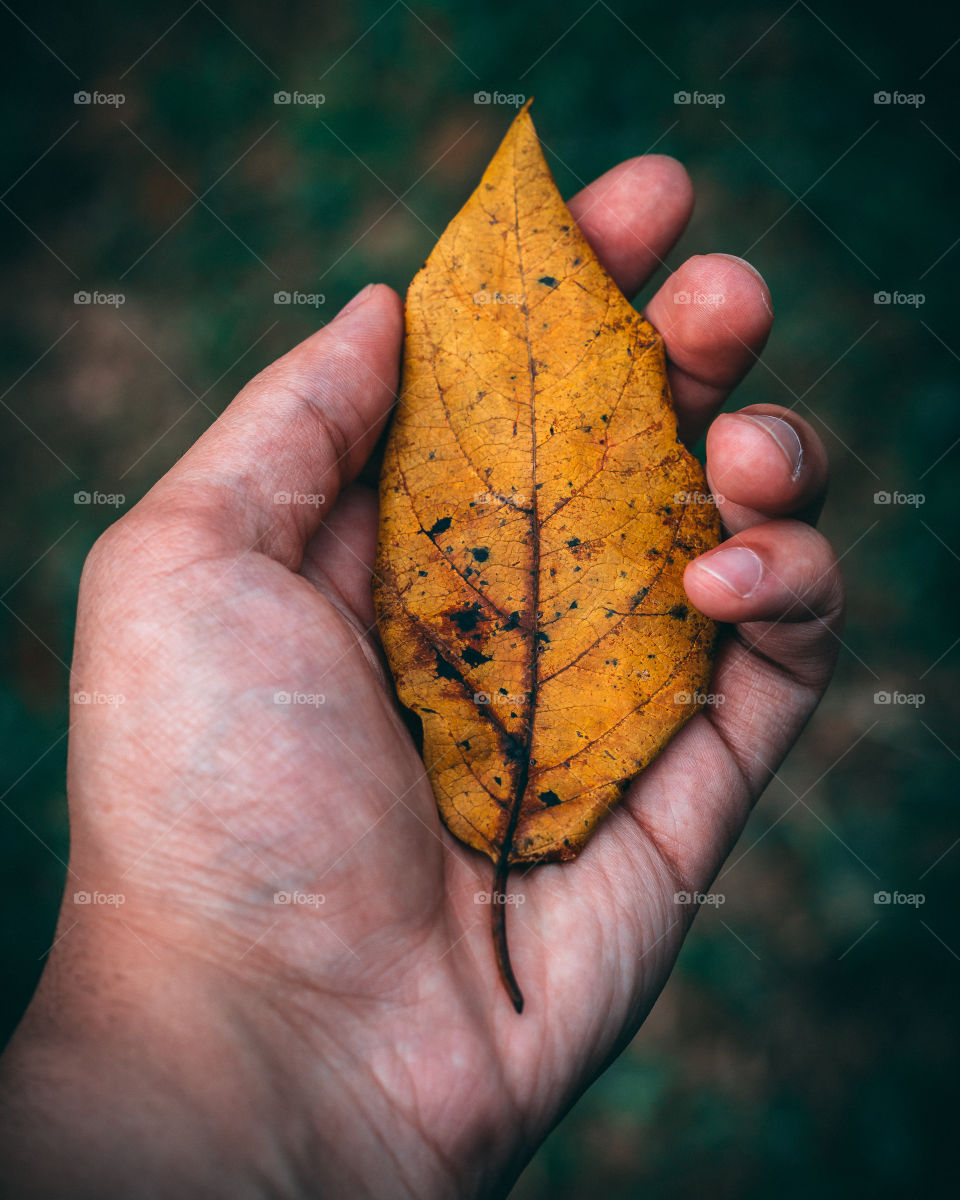 Holding a Leaf