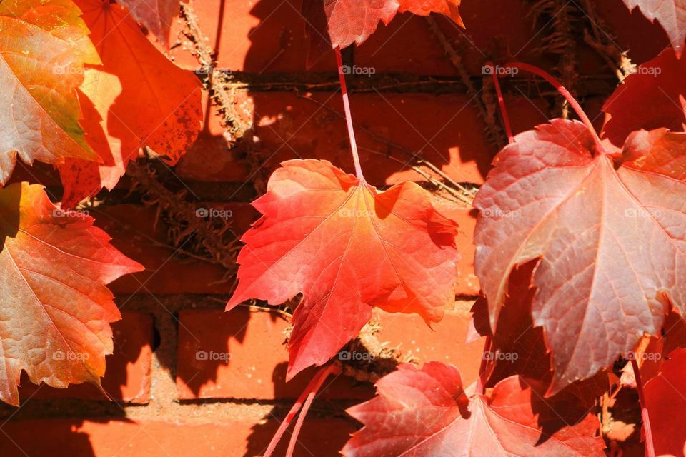 Leaves on a wall 