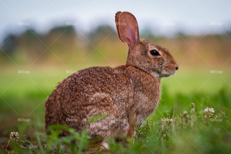 An Eastern Cottontail ready to celebrate its year, and reflect on its existence. 