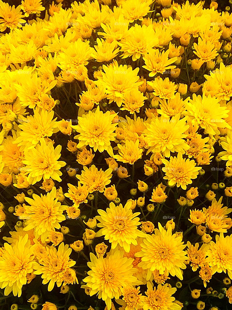 Mums. Cheerful mums - yellow mission