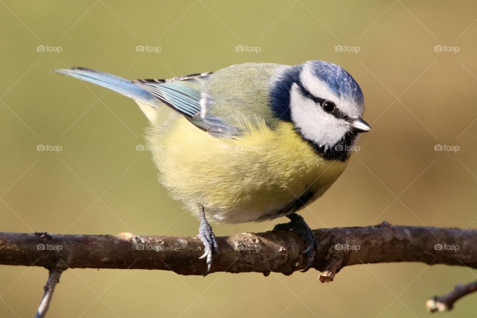 Blue Tit