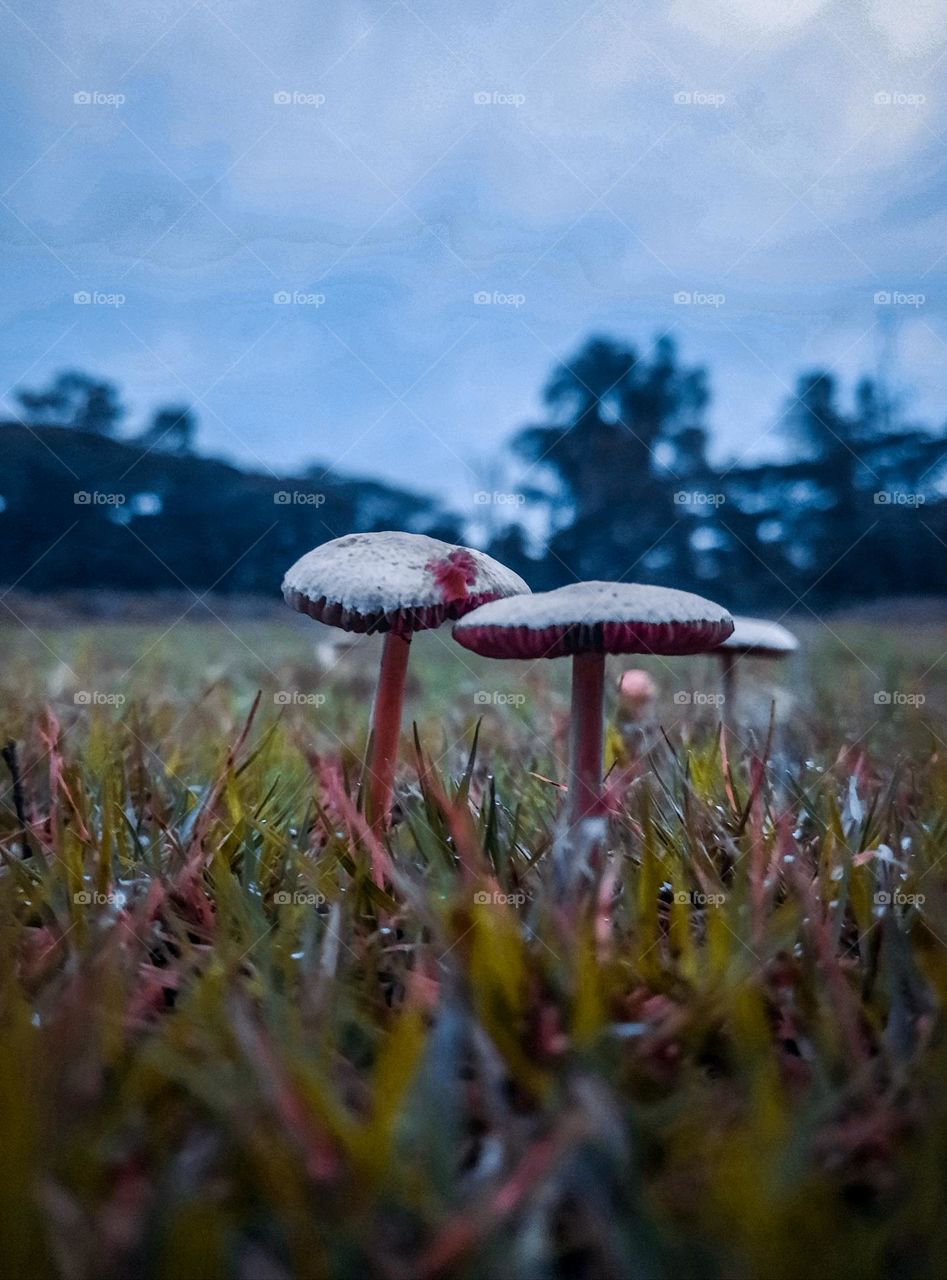 Nature alone is antique, and the oldest art a mushroom.