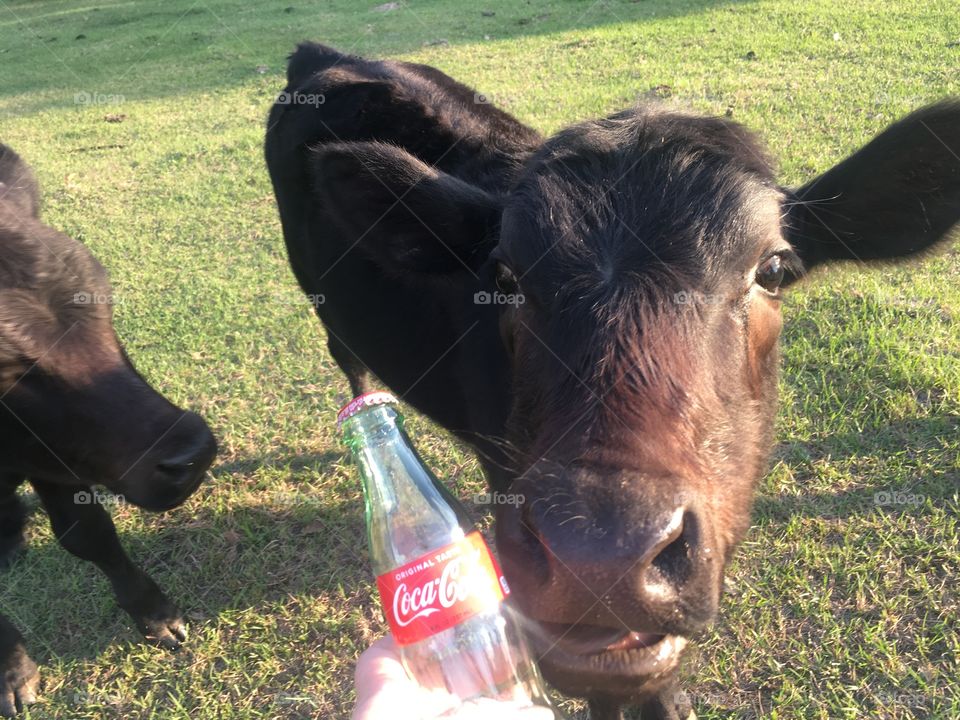 Coca-Cola photography mission 