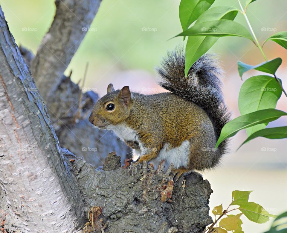 on a nature walk taking pictures of a squirrel in a tree