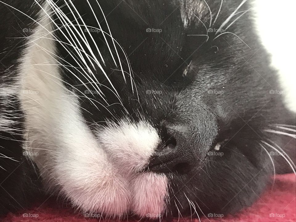 Domestic cat sleeping