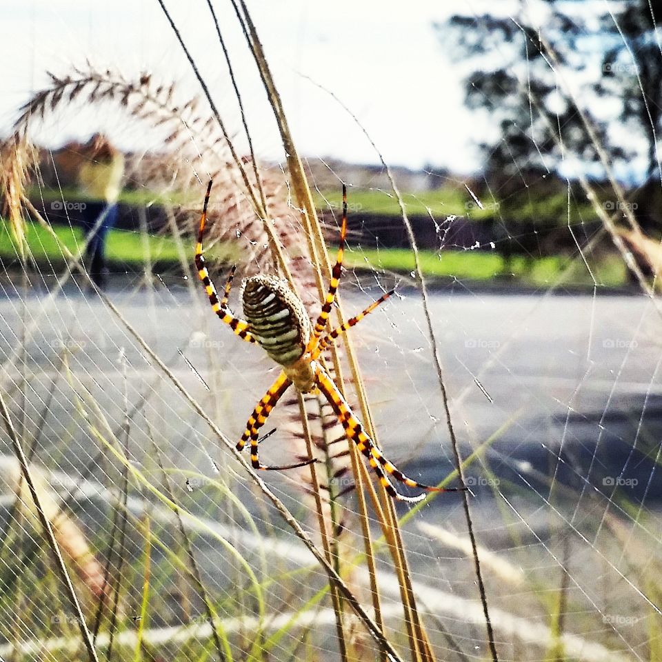 Nature, Outdoors, Summer, No Person, Grass