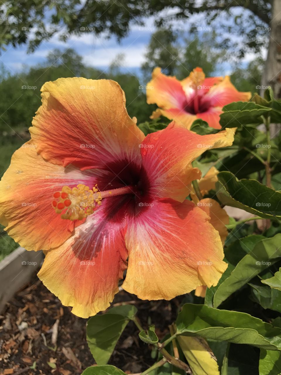 Blooming hibiscus 