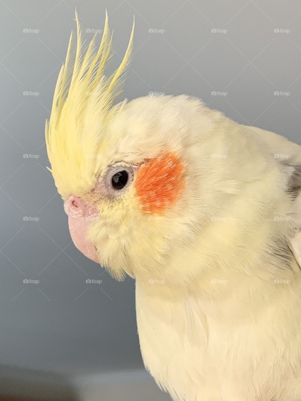 Cockatiel 