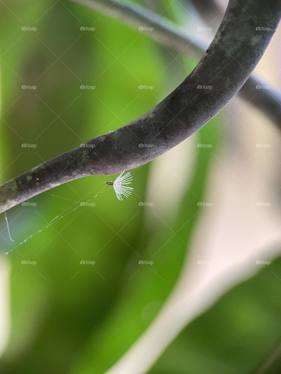 Grass spore trap on spider web