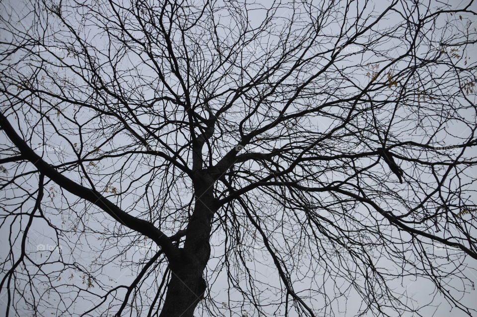 Background Of A Empty Tree