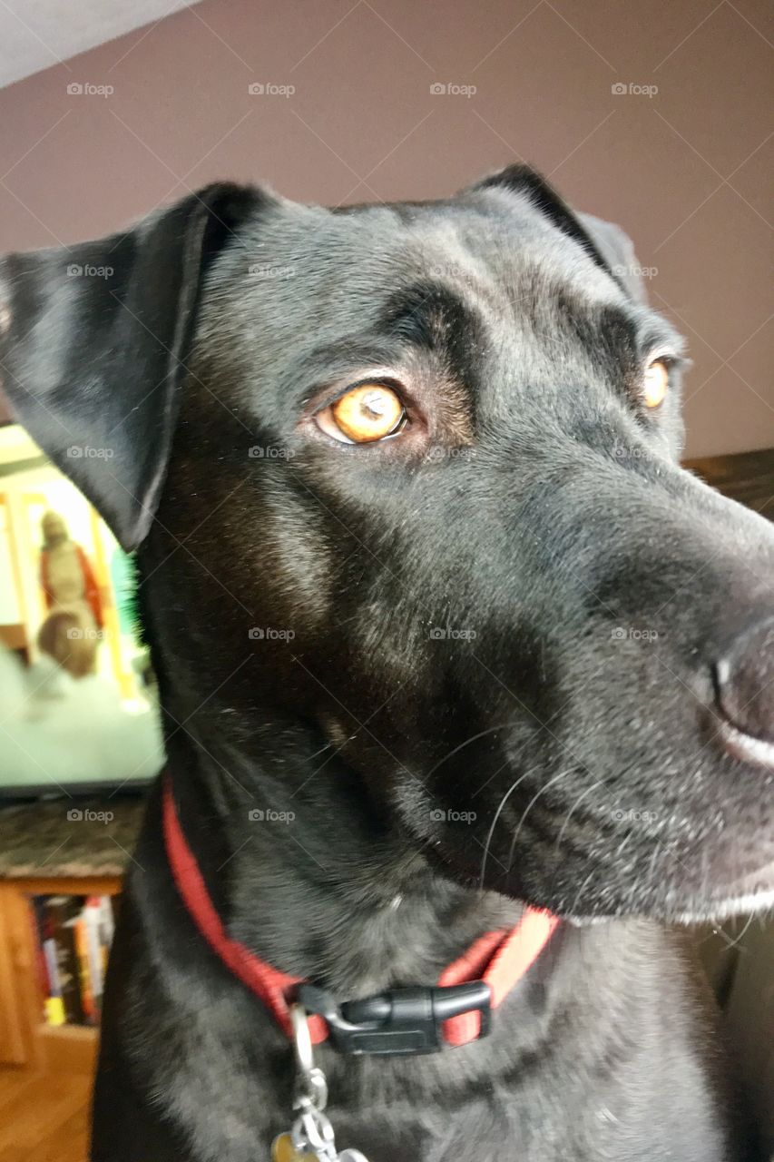Close up of an alert black lab- family guard dog. Gold eyes!