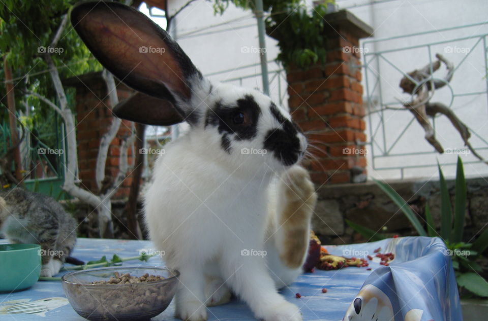 A cute bunny scratching