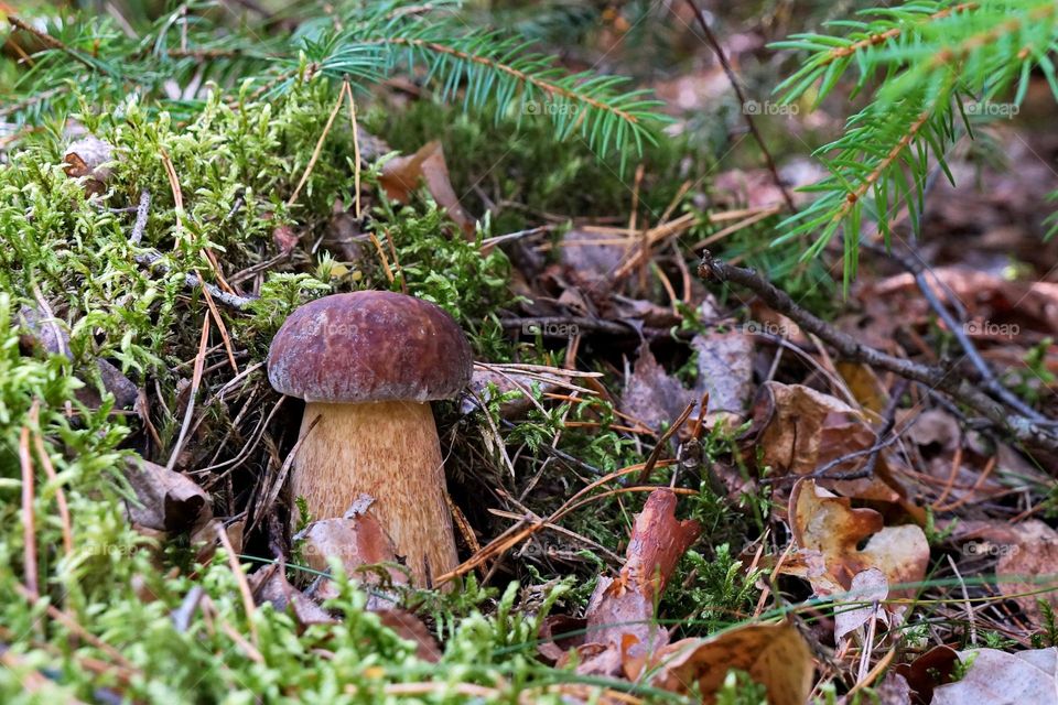 Mushroom in the forest