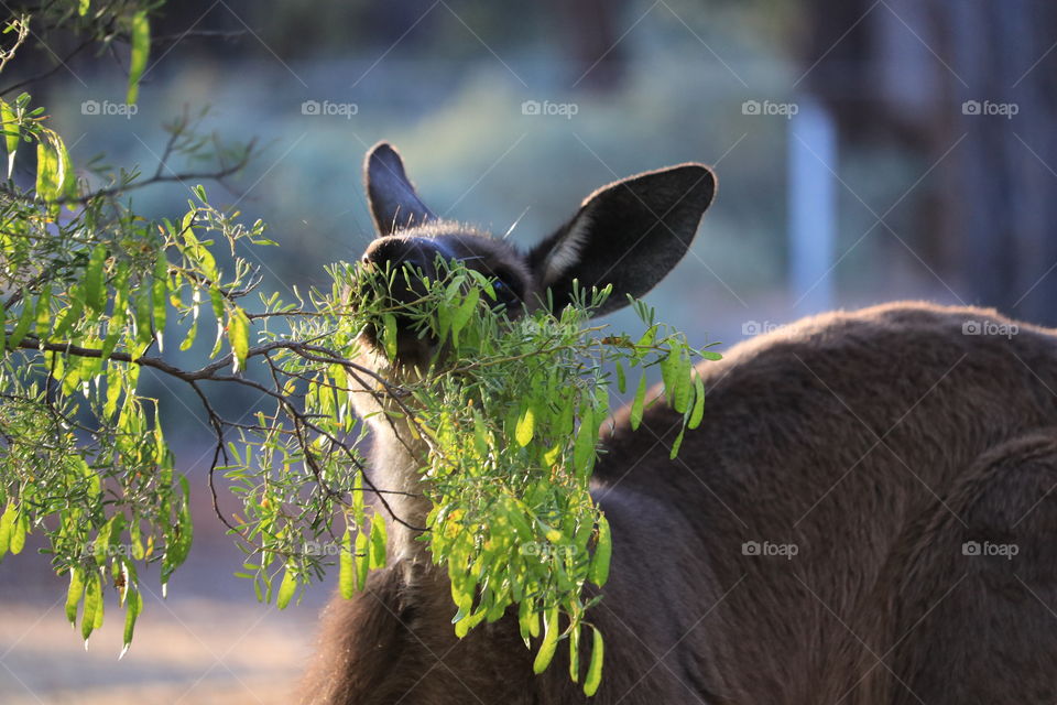 Eastern Grey Kangaroo eating tree foliage in the wild 