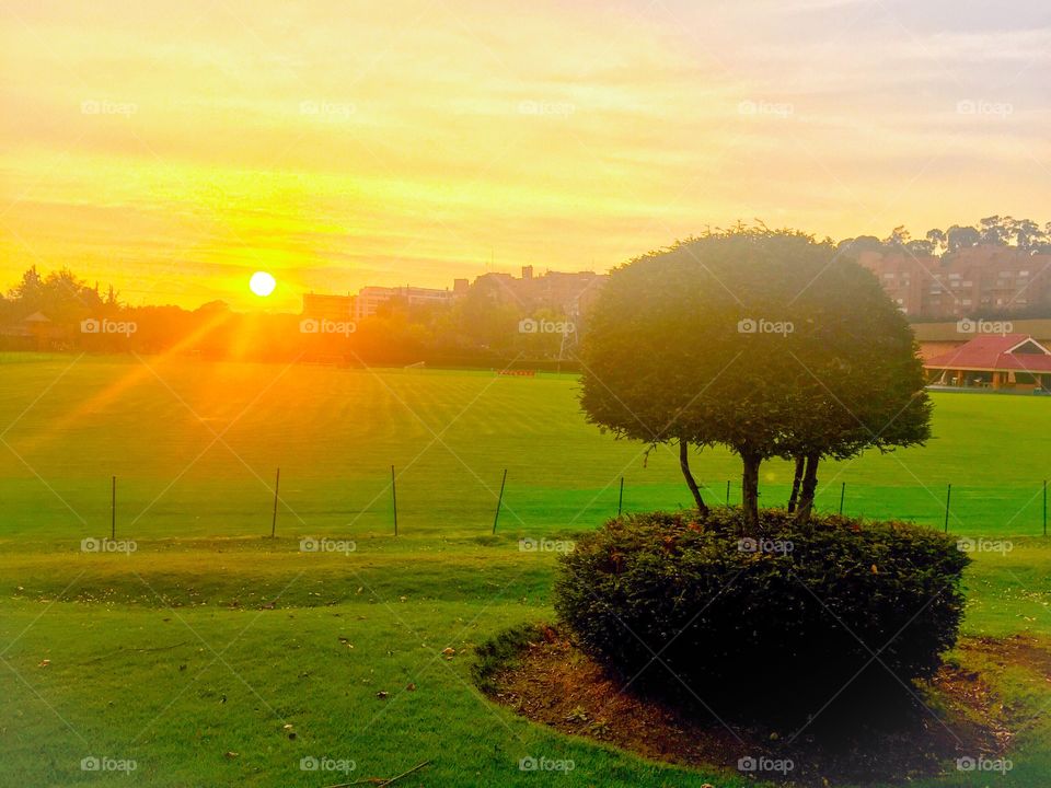 Sunlight on grass