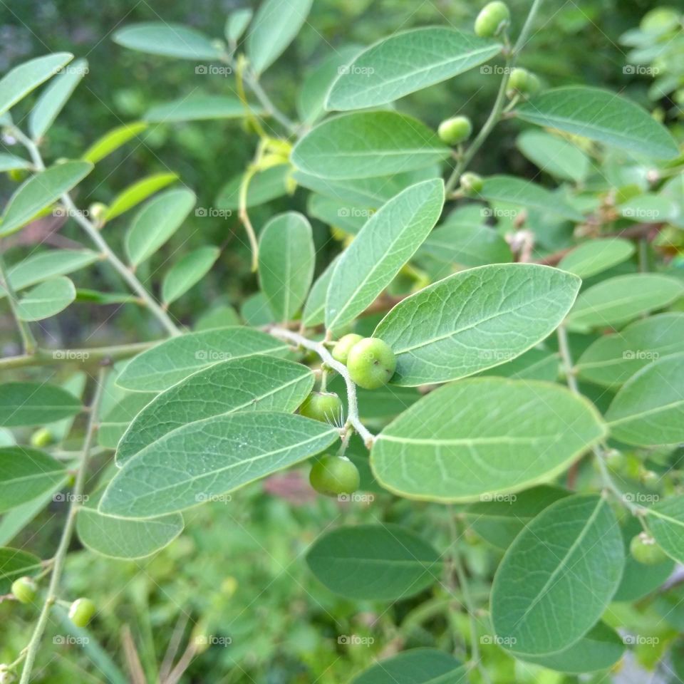 Wild plant fruit on tree