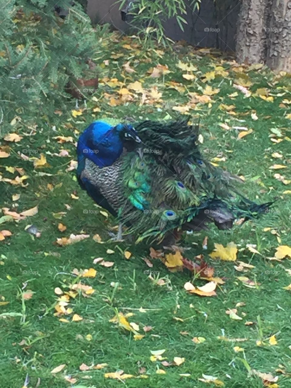 Peacock 