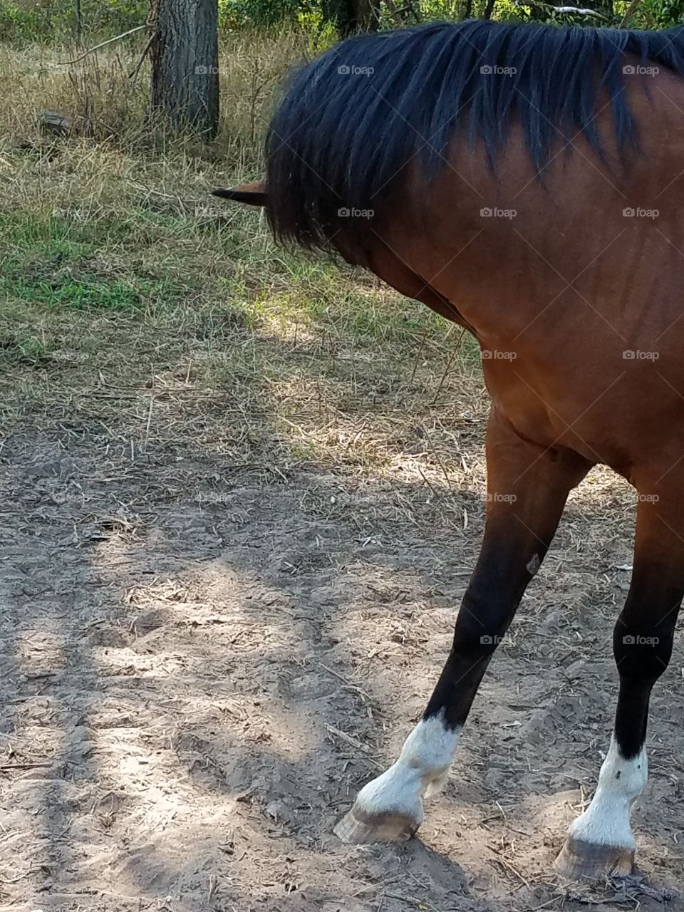 While driving the back roads we love seeing the small farms with the old buildings and the livestock.  It reminds me when I was young.