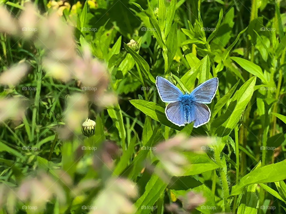 Waiting little butterfly 