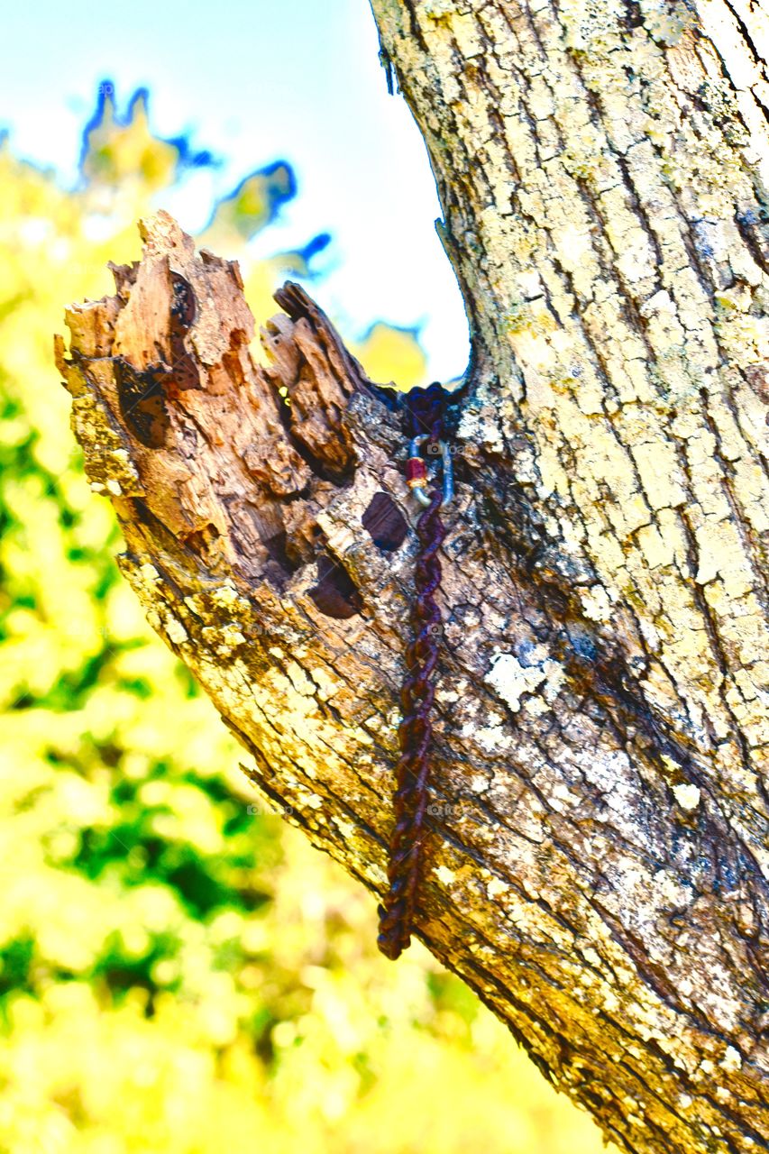 Tree limb and chain 